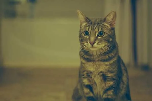 cat